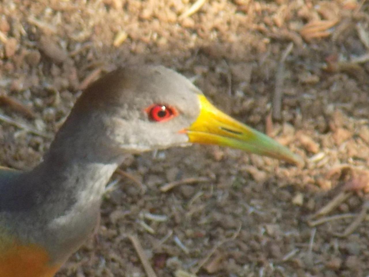 Pousada Fenix ปิเรนนอโปลิส ภายนอก รูปภาพ