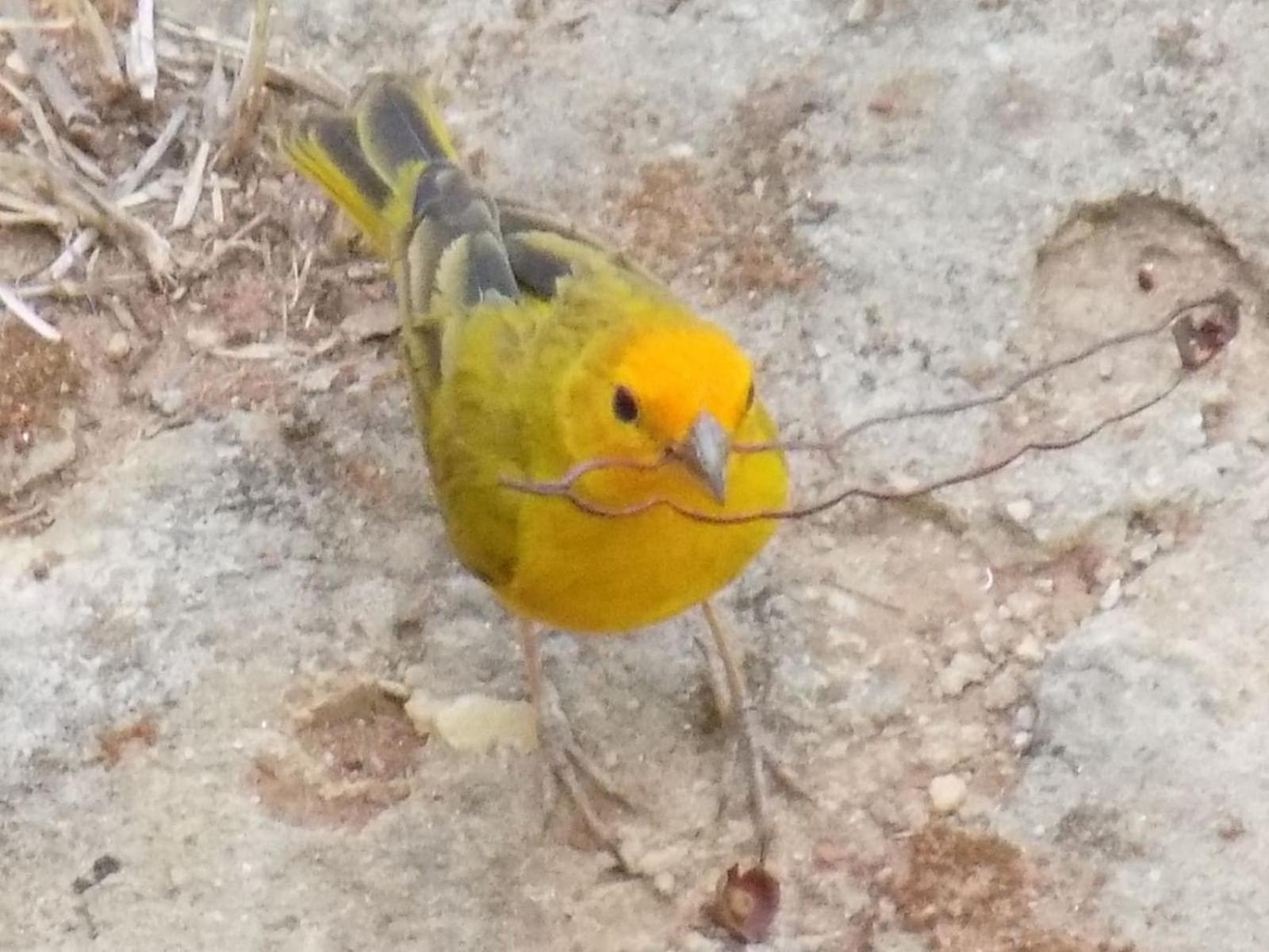 Pousada Fenix ปิเรนนอโปลิส ภายนอก รูปภาพ