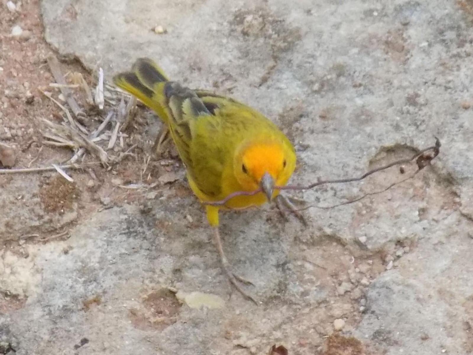 Pousada Fenix ปิเรนนอโปลิส ภายนอก รูปภาพ