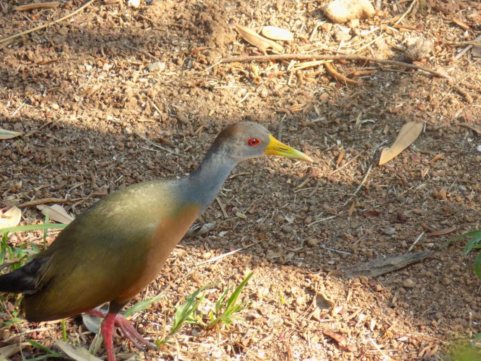 Pousada Fenix ปิเรนนอโปลิส ภายนอก รูปภาพ